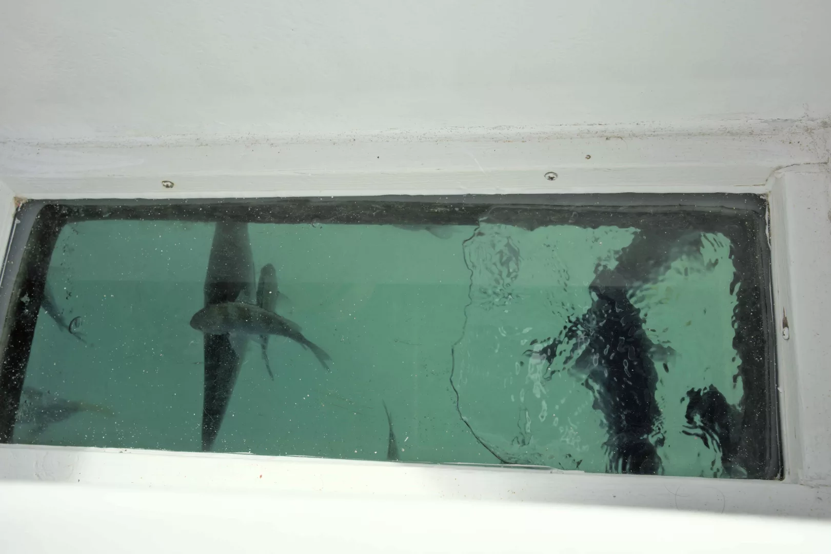 Observation de l'arche de Cabo San Lucas et des formations rocheuses