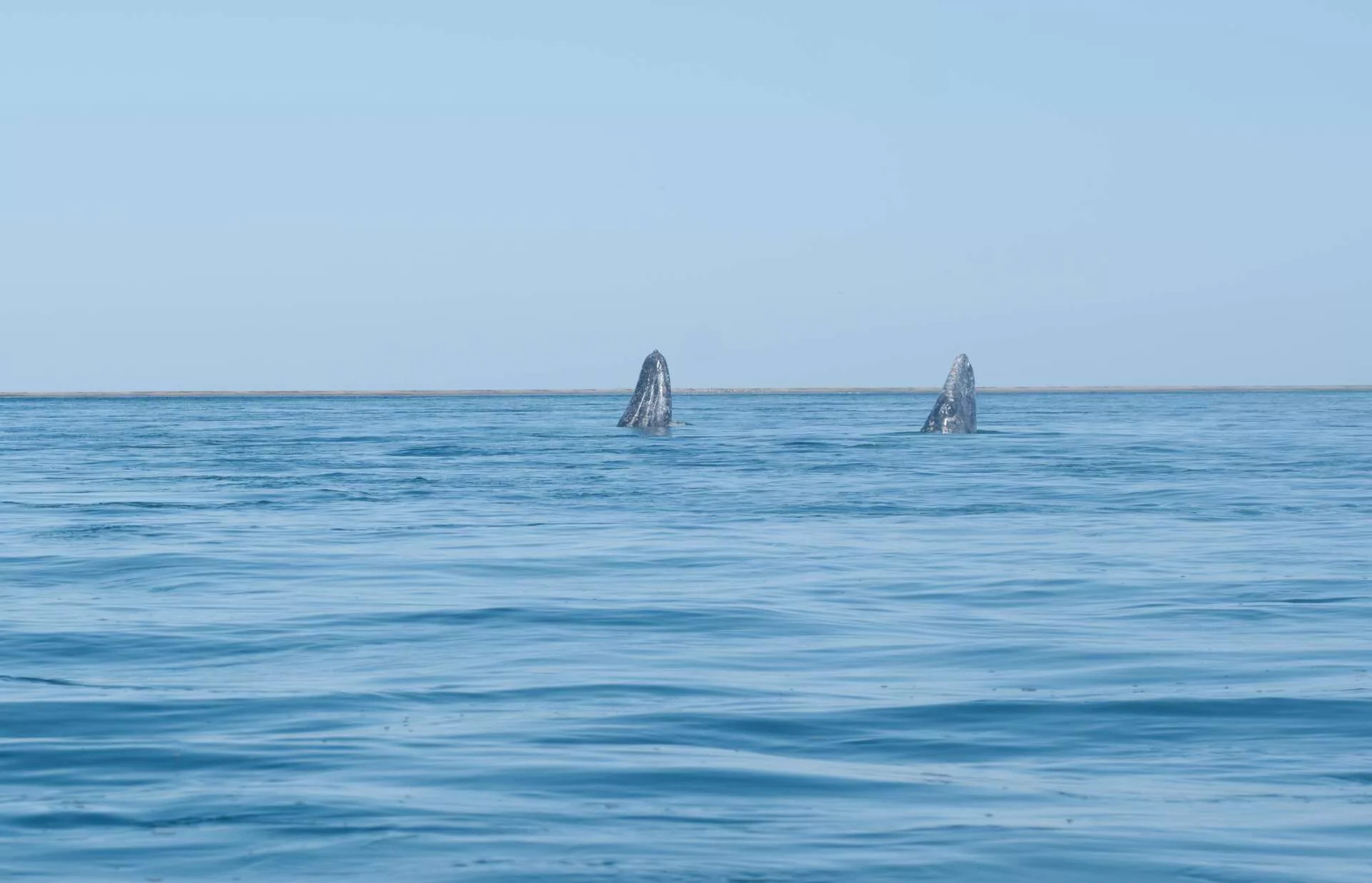 Rencontre avec les baleines grises