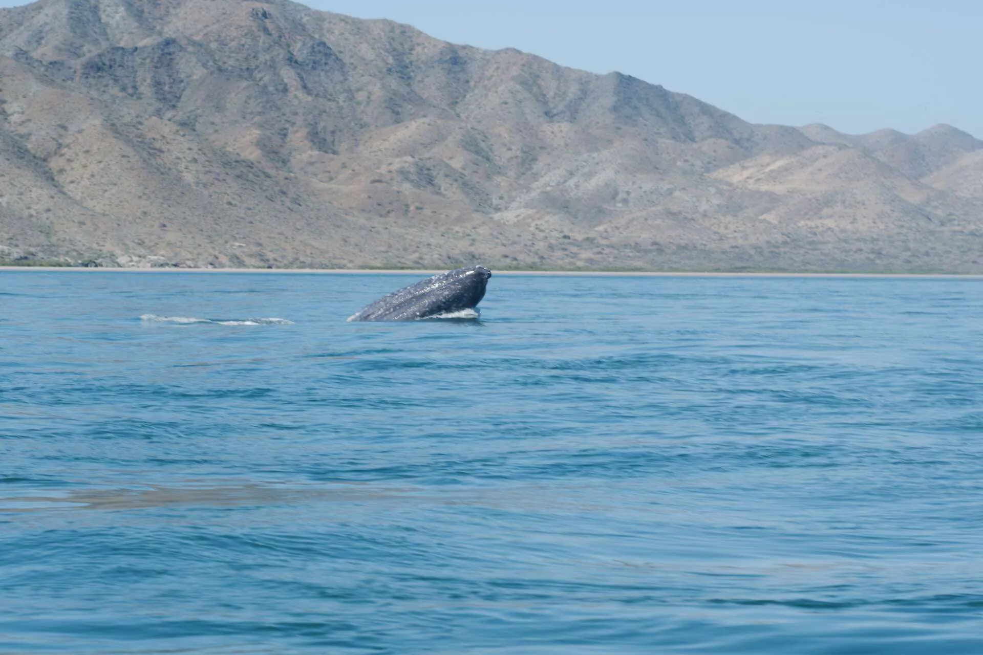 Rencontre avec les baleines grises
