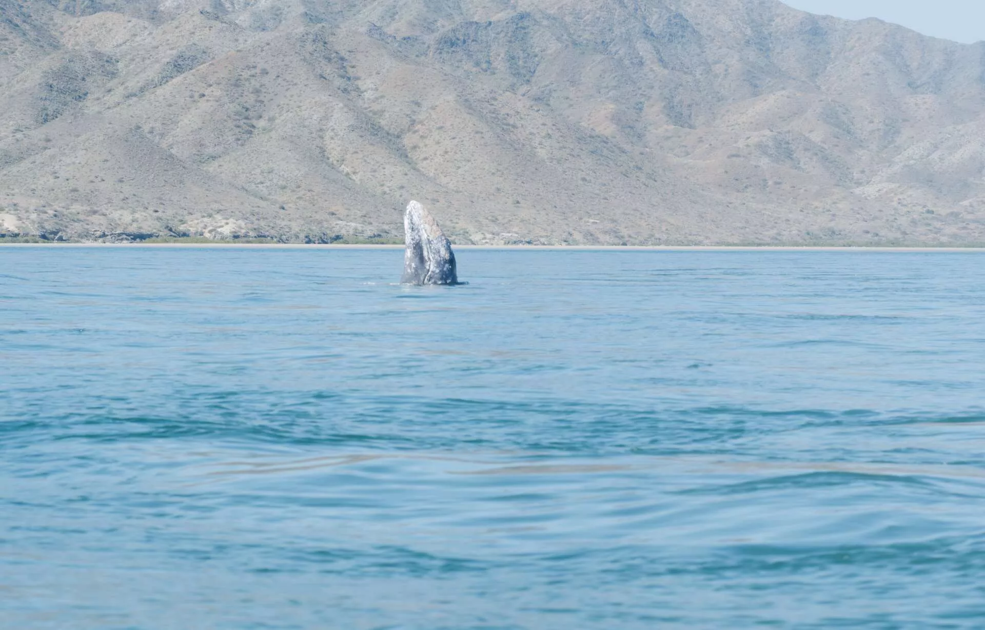 Rencontre avec les baleines grises