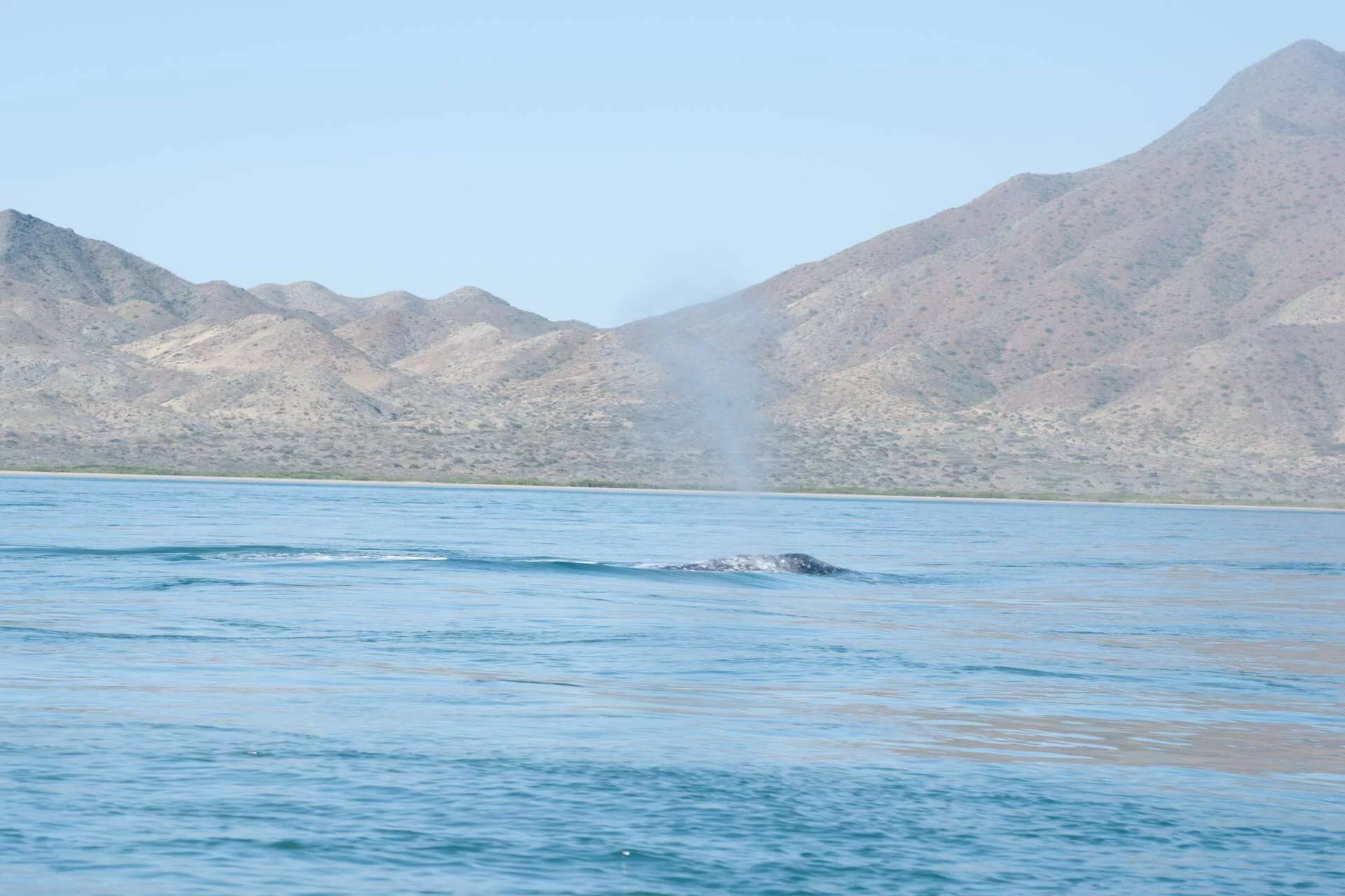 Rencontre avec les baleines grises
