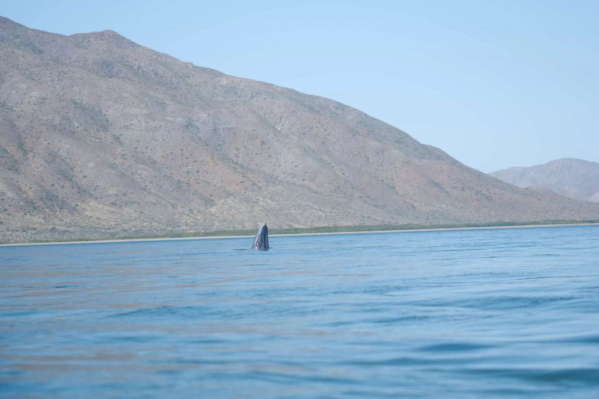 Rencontre avec les baleines grises