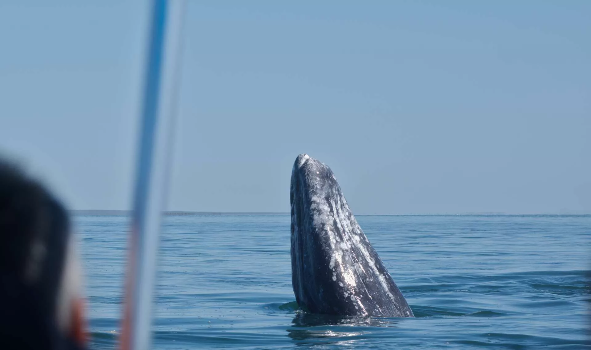 Rencontre avec les baleines grises