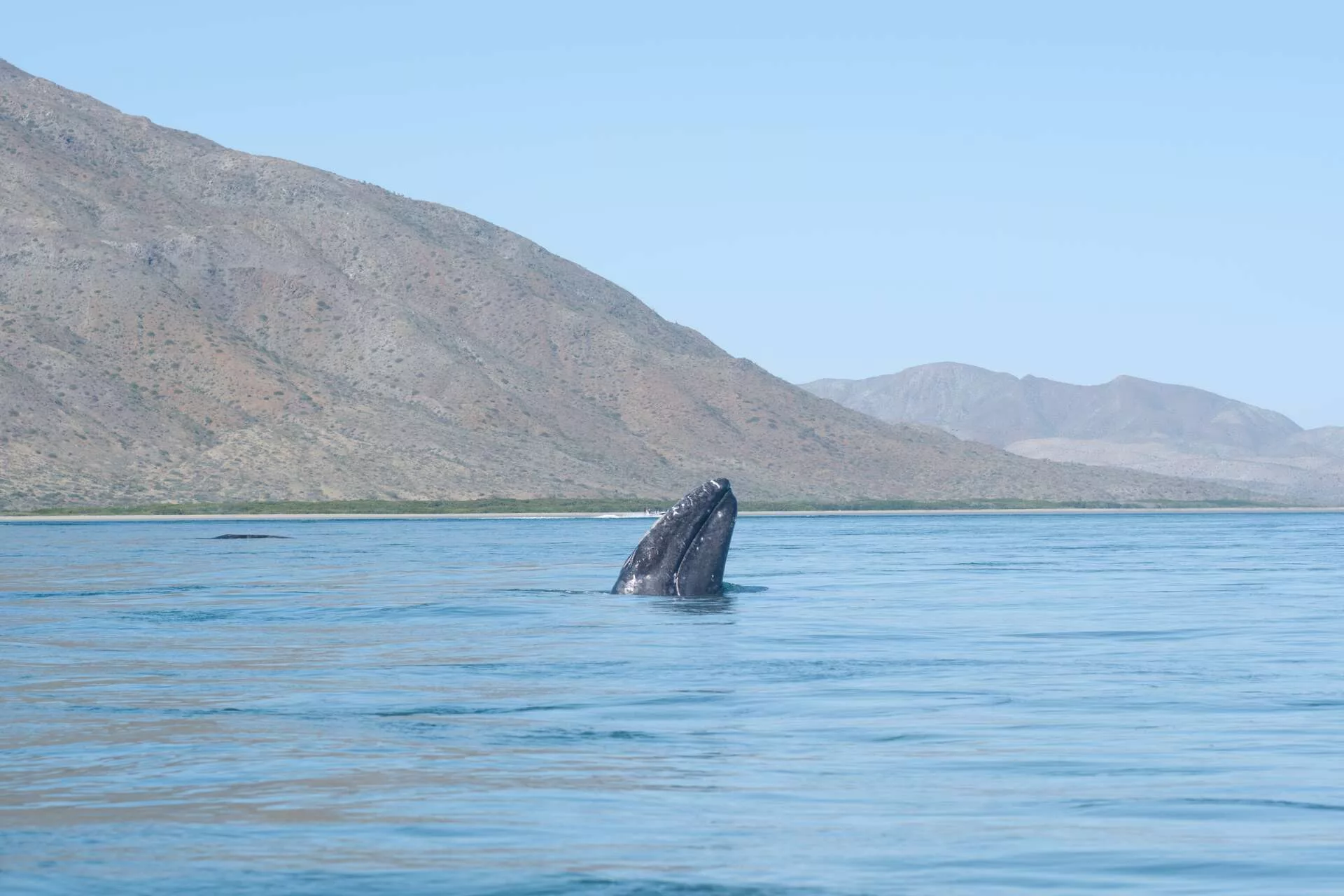 Rencontre avec les baleines grises