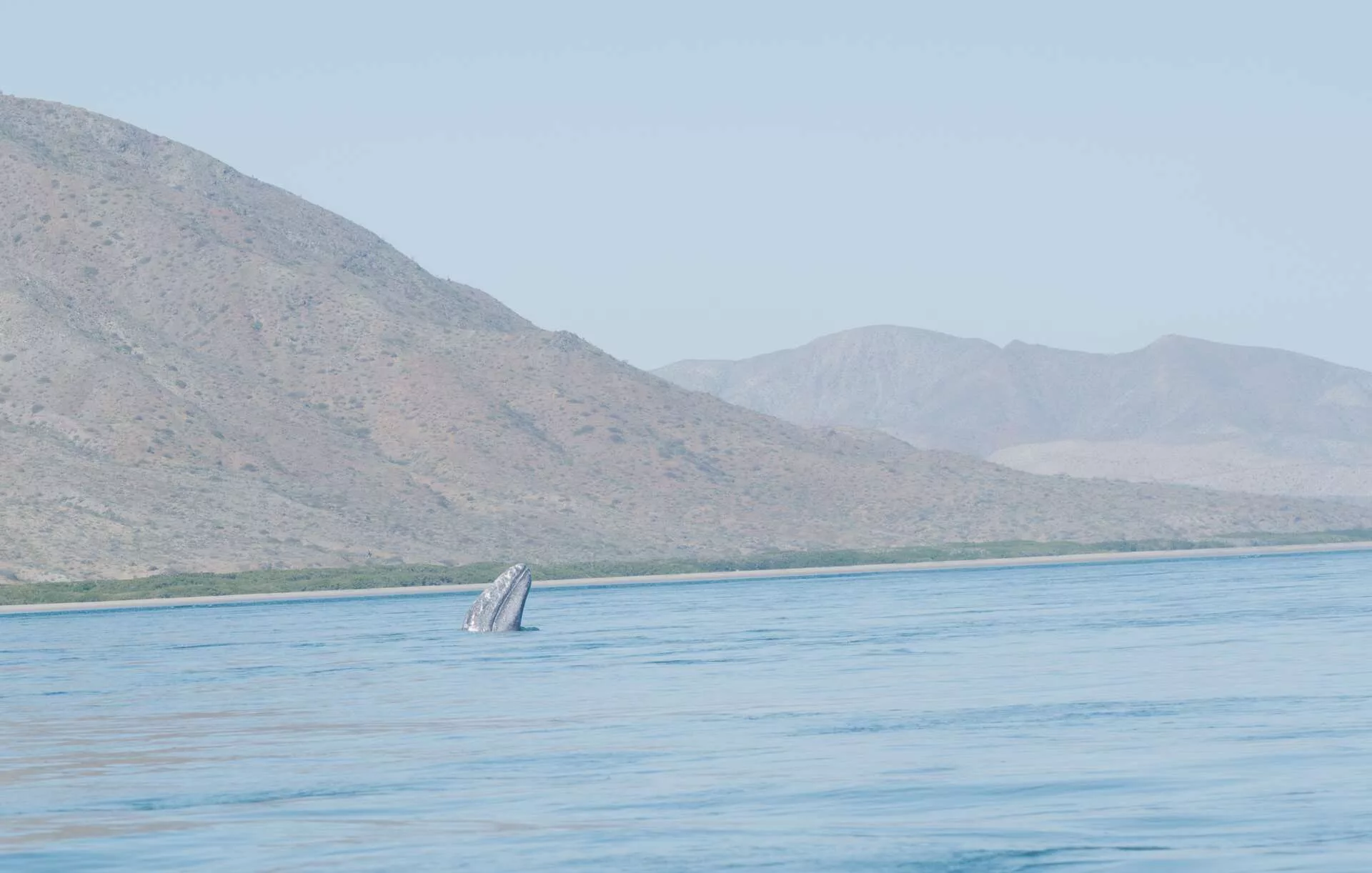 Rencontre avec les baleines grises