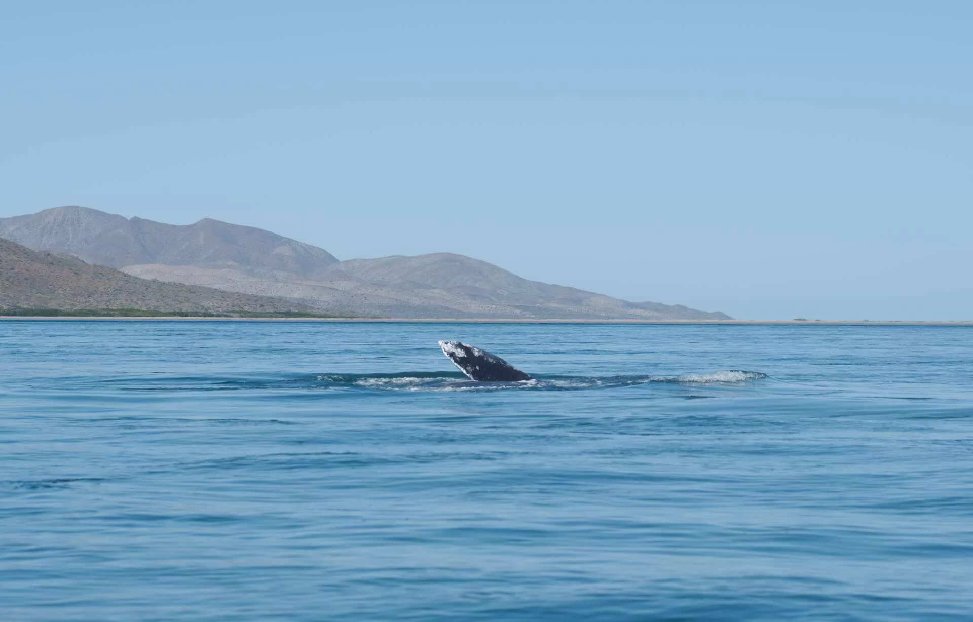 Rencontre avec les baleines grises