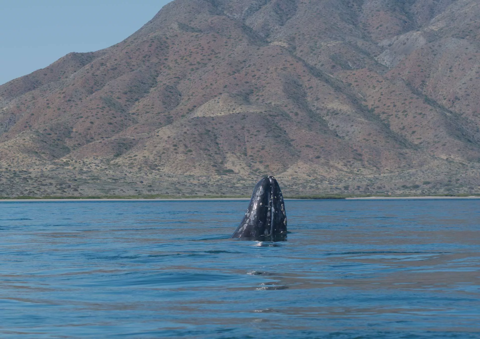 Rencontre avec les baleines grises