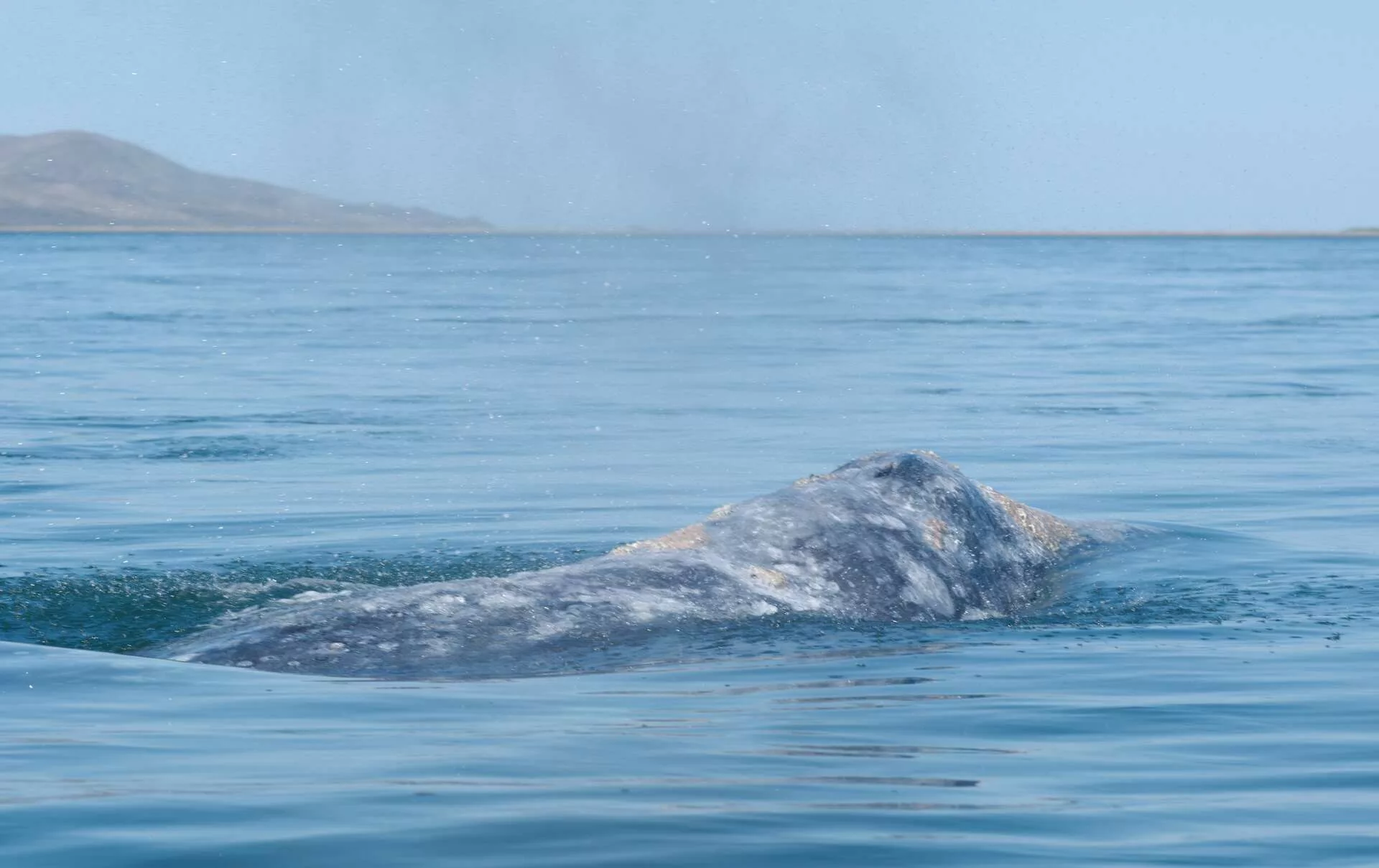 Rencontre avec les baleines grises