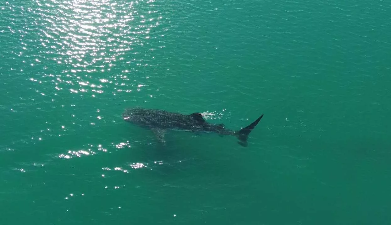 Nager avec les requins-baleines