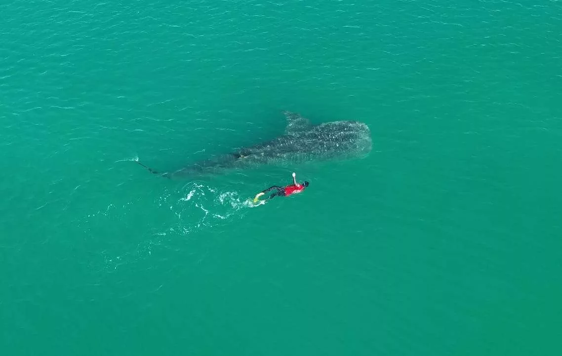 Nager avec les requins-baleines