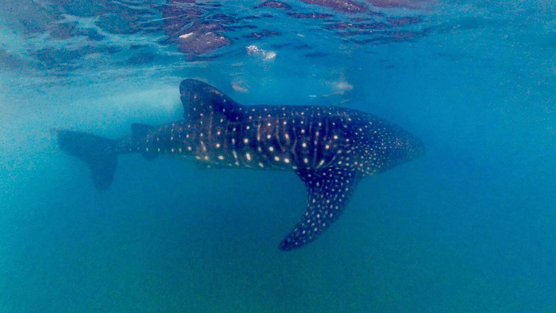 Nager avec les requins-baleines