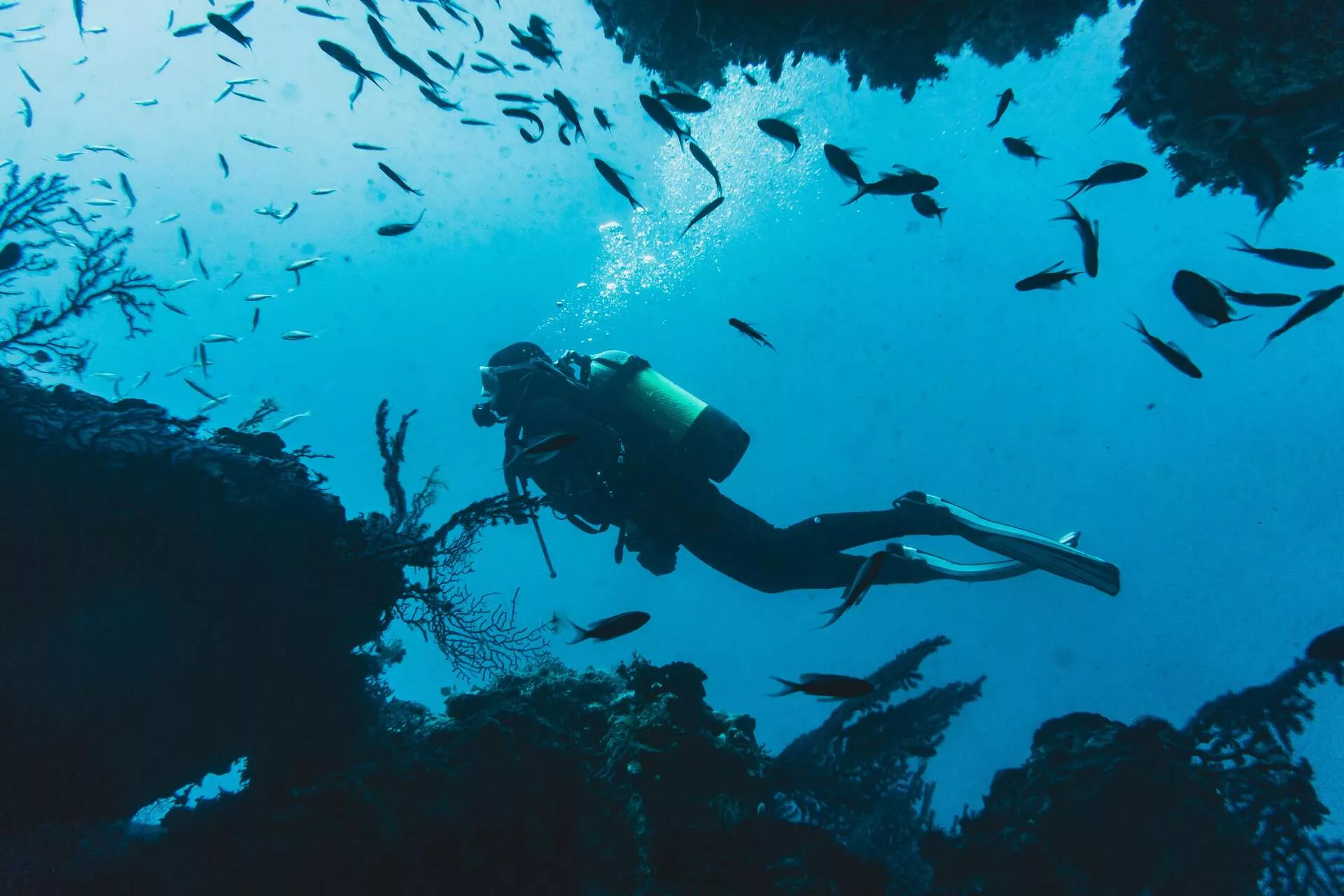 Plongée au parc national de Cabo Pulmo