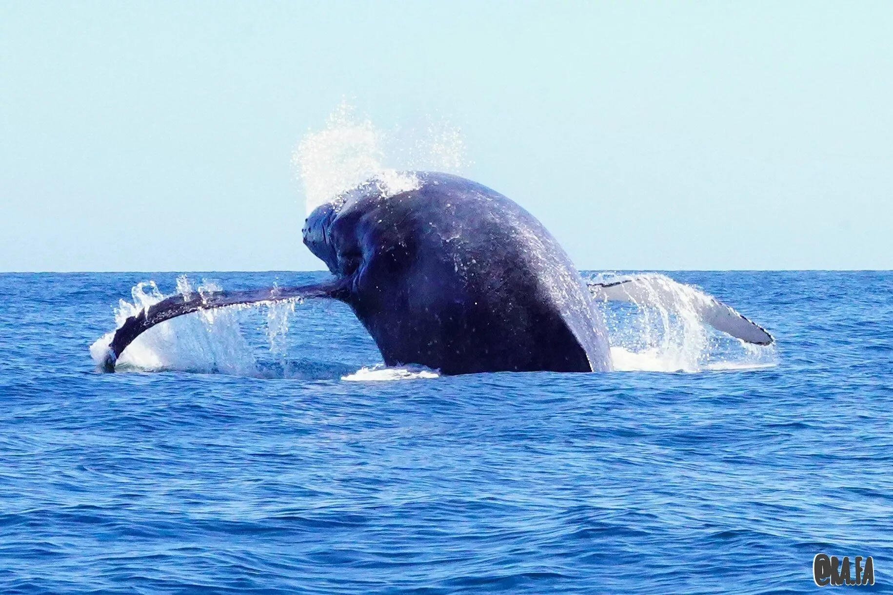 Observation des baleines à bosse, de l'arche et des formations rocheuses
